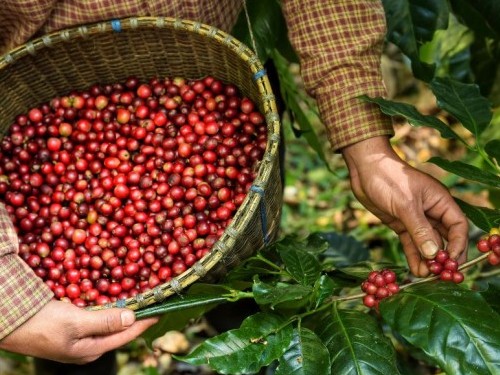 EL FUTURO DEL CAFÉ